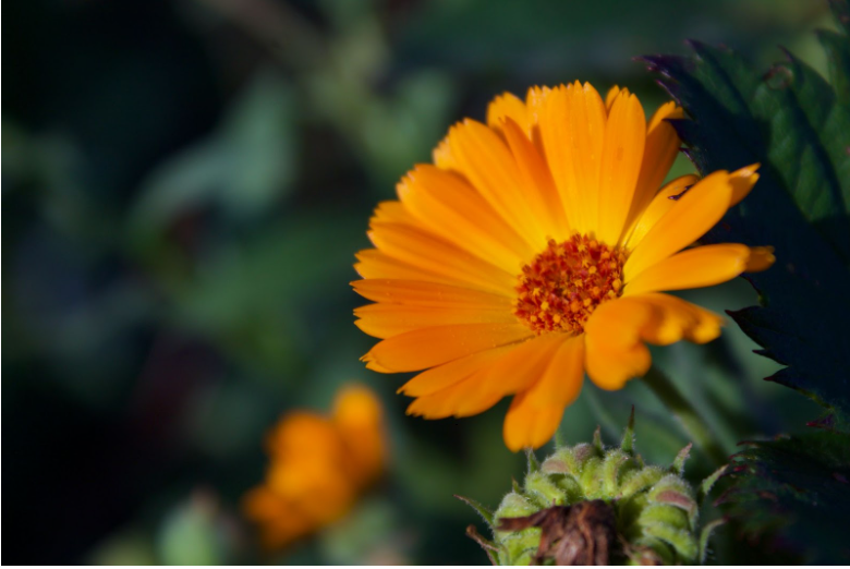 Цвете с оранжеви цветчета и зелени листа